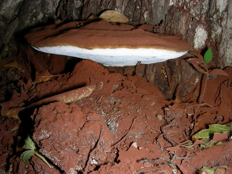 426 Agosto vecchio ritrovamento